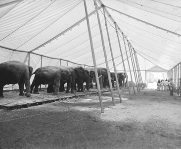 882799 Gezicht in de tent met het onderkomen van de olifanten van circus Krone, op een terrein aan de Weg der Verenigde ...